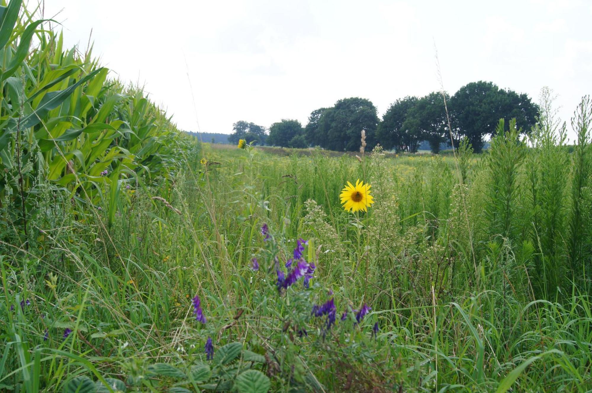 Hoeve Linnerveld Merum Eksteriør bilde